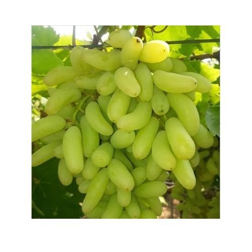Second image of Solapur grapes 1k.g.